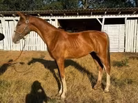 Stute, Dutch warmblood horse — Foto 4