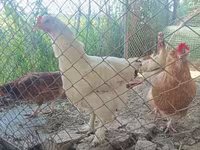 Brahma — foto 4