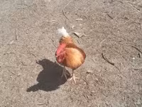 Chickens — fotografija 2