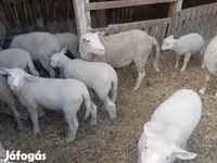 绵羊（批次，未指定性别）, Sheep — 照片 1