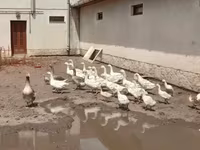 Geese — Foto 6