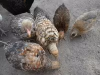 Chickens — zdjęcie 3