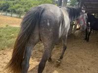 Caballo, Caballos — foto 2