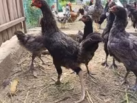 Chickens — fotografija 3