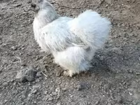 gallina danesa — foto 4