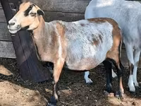 Қой, Cameroon sheep — 6-сурет