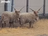 Widder, German Grey Heath sheep — Foto 1