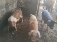 Porcs (lot, sexe non indiqué) — photo 1
