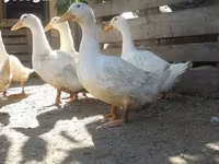 Ducks — الصورة 5