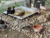 Ducks — foto 3
