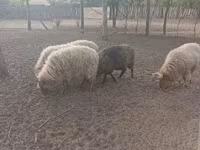 公羊, Racka sheep — 照片 1