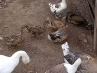 Ducks — Foto 2