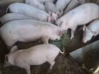 Eber, Schweine — Foto 1