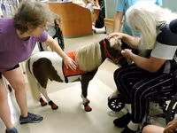 Kobila, Miniature horse — fotografija 1