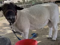 Qoç, Dorper sheep — foto 2
