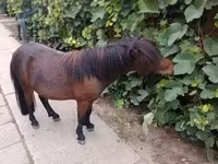 Aygʻir, Shetland Pony — 5-rasm