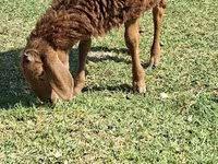Sheep (batch, sex not specified), Sheep — photo 3