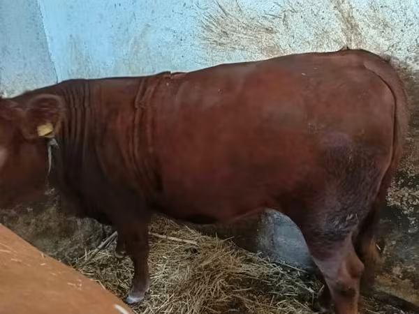 Vache, Vache limousine — Hongrie