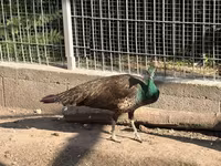 Chickens — Foto 1