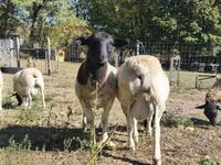 雄羊, Dorper sheep — 写真 3