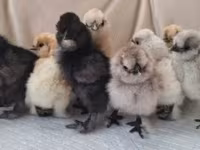 Poule soie — photo 5