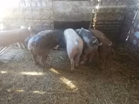Қабан, Шошқалар — 4-сурет