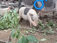 猪（批次，未指定性别）, Pigs — 照片 5