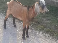 Bode, Cabras — foto 4