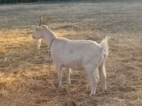 Chèvre, Saanen goat — photo 6
