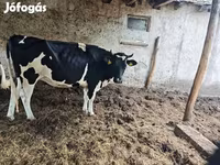 Krowa, Rasa holsztyńska — zdjęcie 4