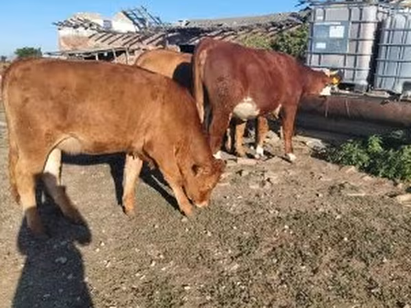 母牛, Limousin cow