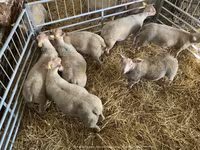 Ovca, Charollais sheep — fotografija 4