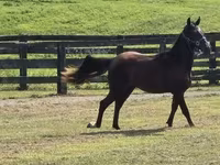Pastuv, Rocky Mountain Horse — fotografija 3