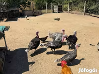 Turkeys — Foto 4