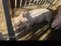 母猪, Pigs — 照片 2