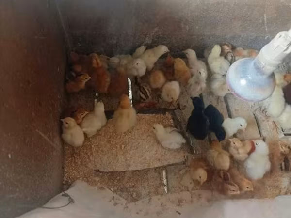 Chickens — Hungria