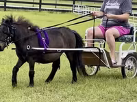 Pastuv, Miniature horse — fotografija 5