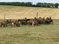 Schafe (Partie, Geschlecht nicht angegeben), Cameroon sheep — Foto 2