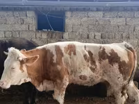 Cow, Simmental cattle — photo 4