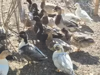 Ducks — फ़ोटो 3
