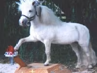 Pastuv, Miniature horse — fotografija 7