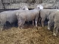 Qoç, Ile-de-France sheep — foto 6