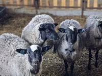 Ovca, Romanov sheep — fotografija 1