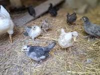 Chickens — الصورة 1
