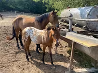 Aygʻir, Appaloosa — 7-rasm