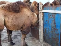 Ženka deve, Kazakh Bactrian camel — fotografija 1