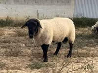 Qoʻchqor, White Suffolk sheep — 1-rasm