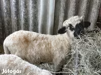 Ovan, Valais Blacknose sheep — fotografija 2