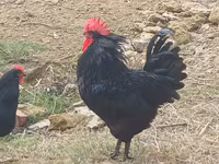 Australorp — fotografija 3