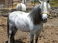 Mare, Hungarian horse breed — photo 4